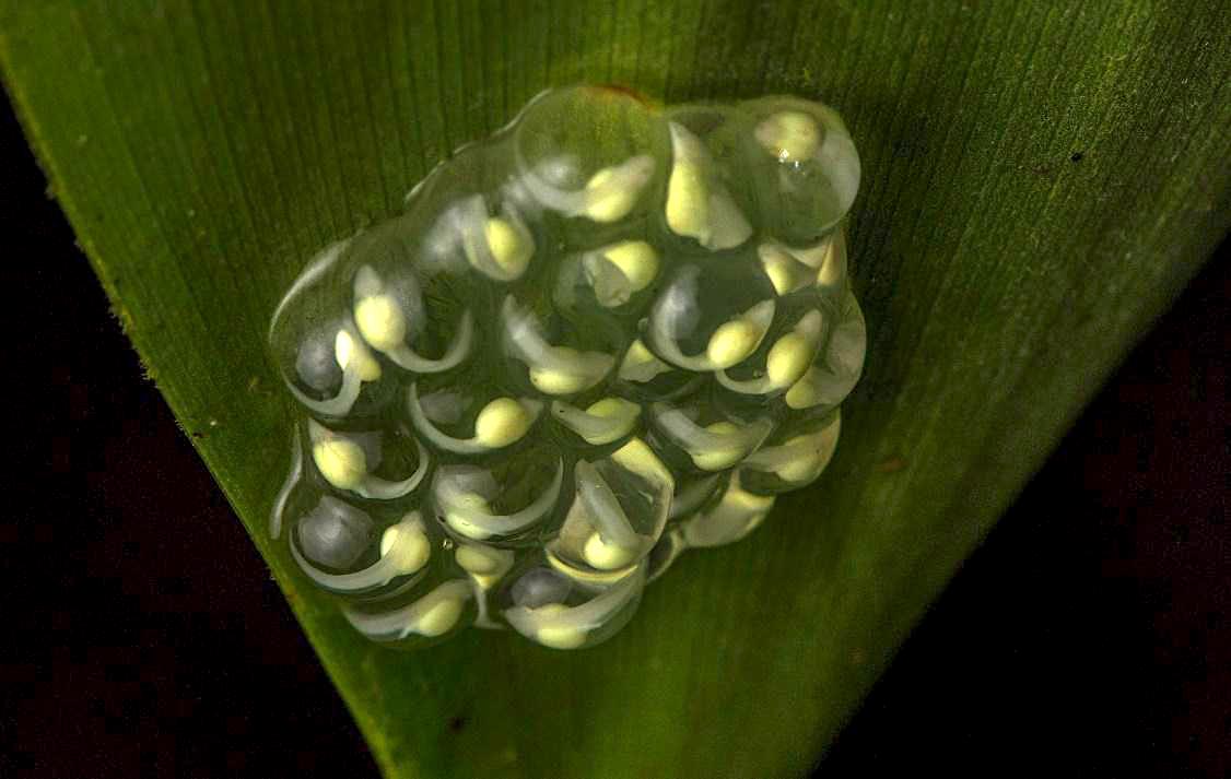Hyalinobatrachium pellucidum eggs by Anton Sorokin