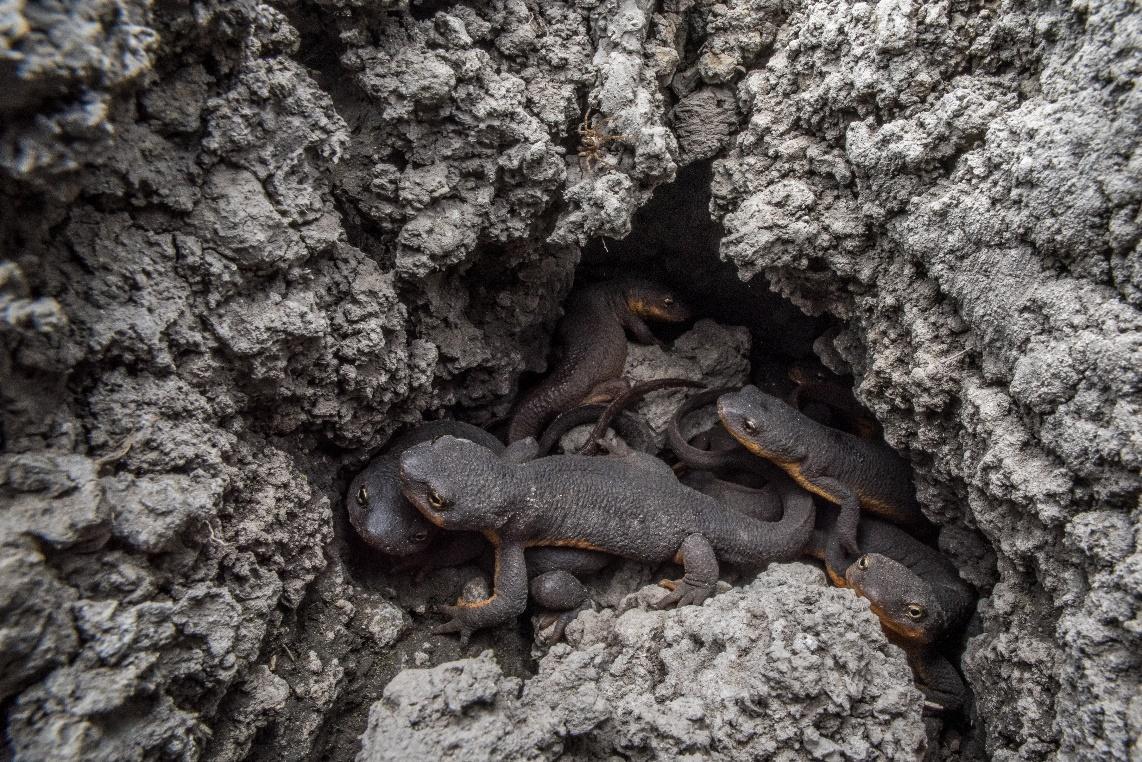 Rough-skinned Newts by Anton Sorokin