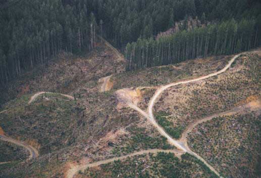 animals habitat destroyed