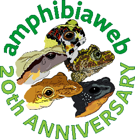 amphibian art by Anne Chambers