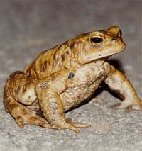 Bufo bufo