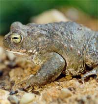 Bufo calamita