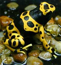 Yellow-headed Poison Frog 