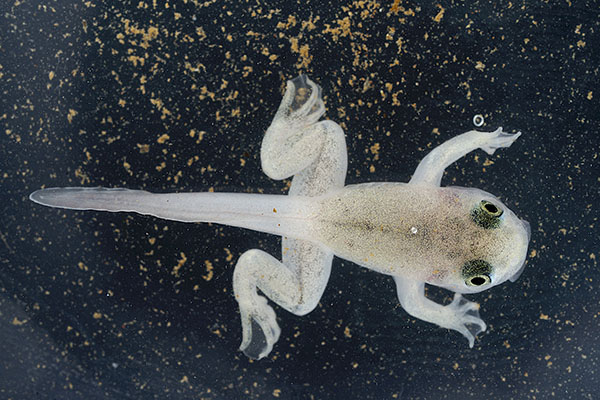 Image of Philippine Flat-headed frog tadpole by Javier Aznar