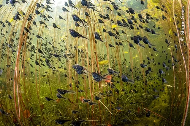 Image of a cloud of Western Toad tadpoles by Shane Gross