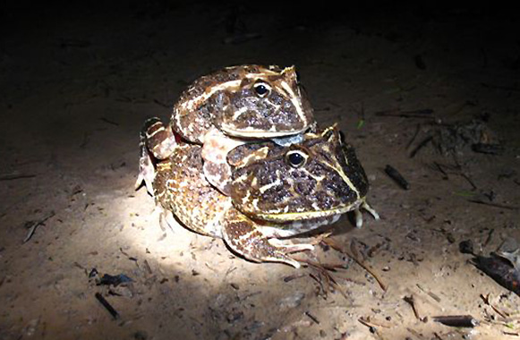 Image of Ceratophrys cranwelli by Helder Duarte 