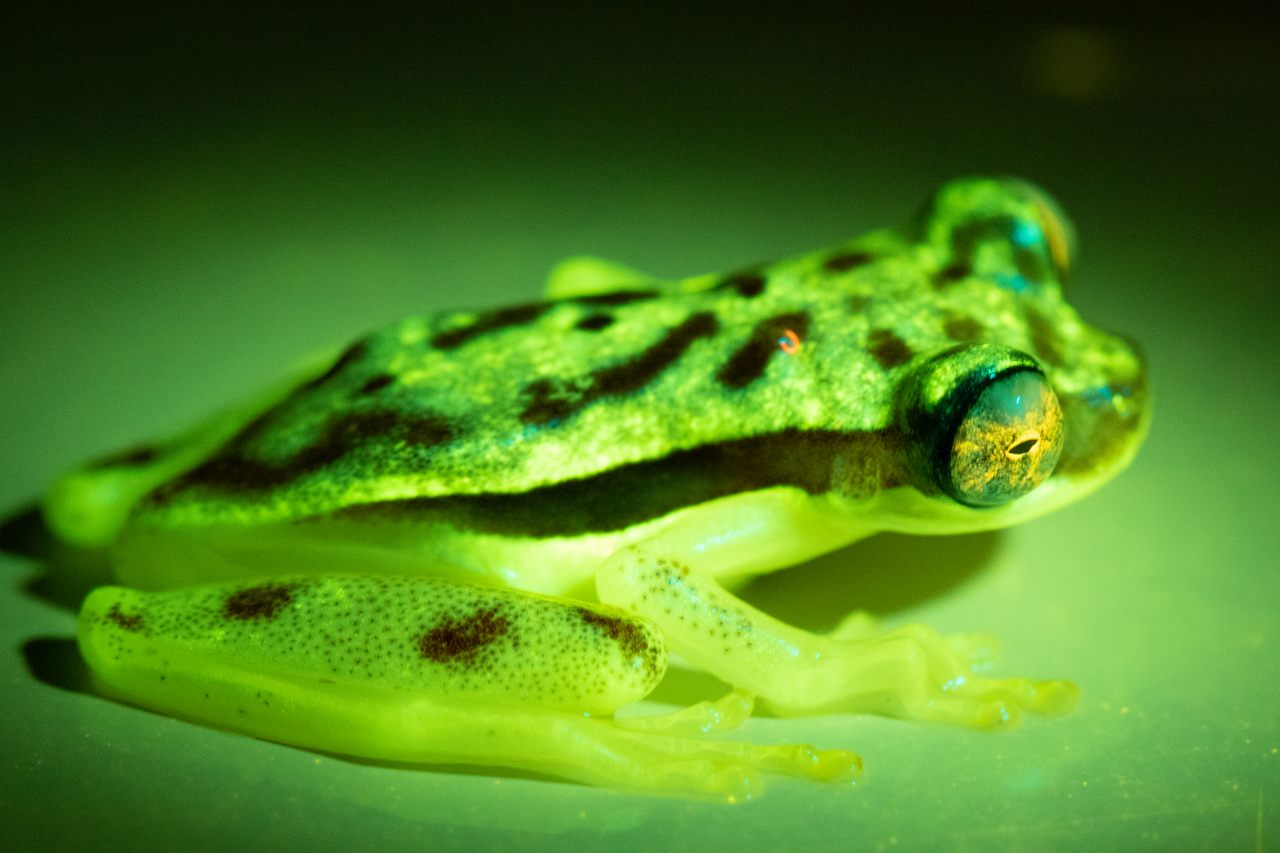 Image of Dendropsophus rhodopeplus glowing by Santiago Ron