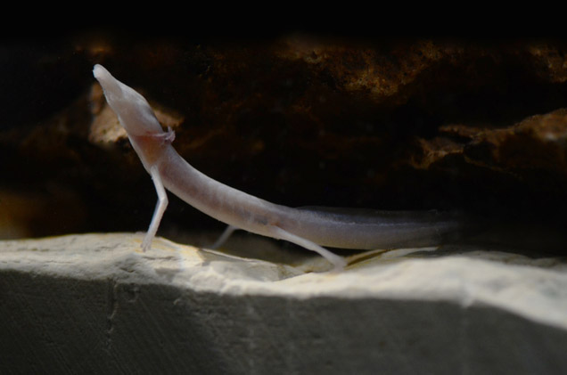 Image of Texas Blind Salamander by Ruben Tovar 