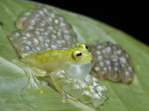 Image of Reticulated Glassfrog by Jaime Culebras