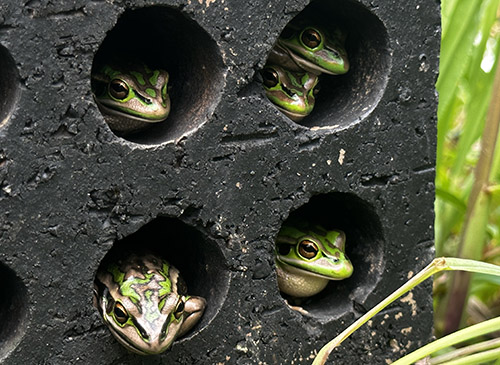 Green and Gold Bell Frogs in concrete condo photo by Anthony W. Waddle