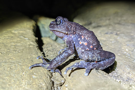 Image of Red-spotted Toothed Toad by Sun Jiao