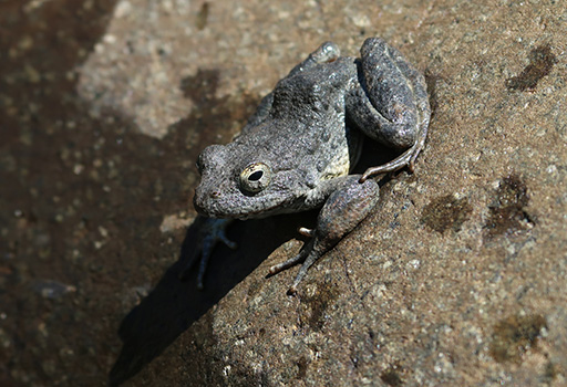 Foothill Yellow-legged frog on a rock by Brome McCreary