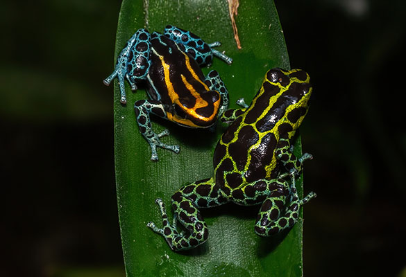 Image of Ranitomeya variabilis by Ugo Lorioux-Chevalier