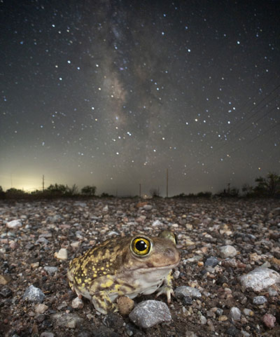 Image of Couch's Spadefoot against a starry sky by Jules Wyman