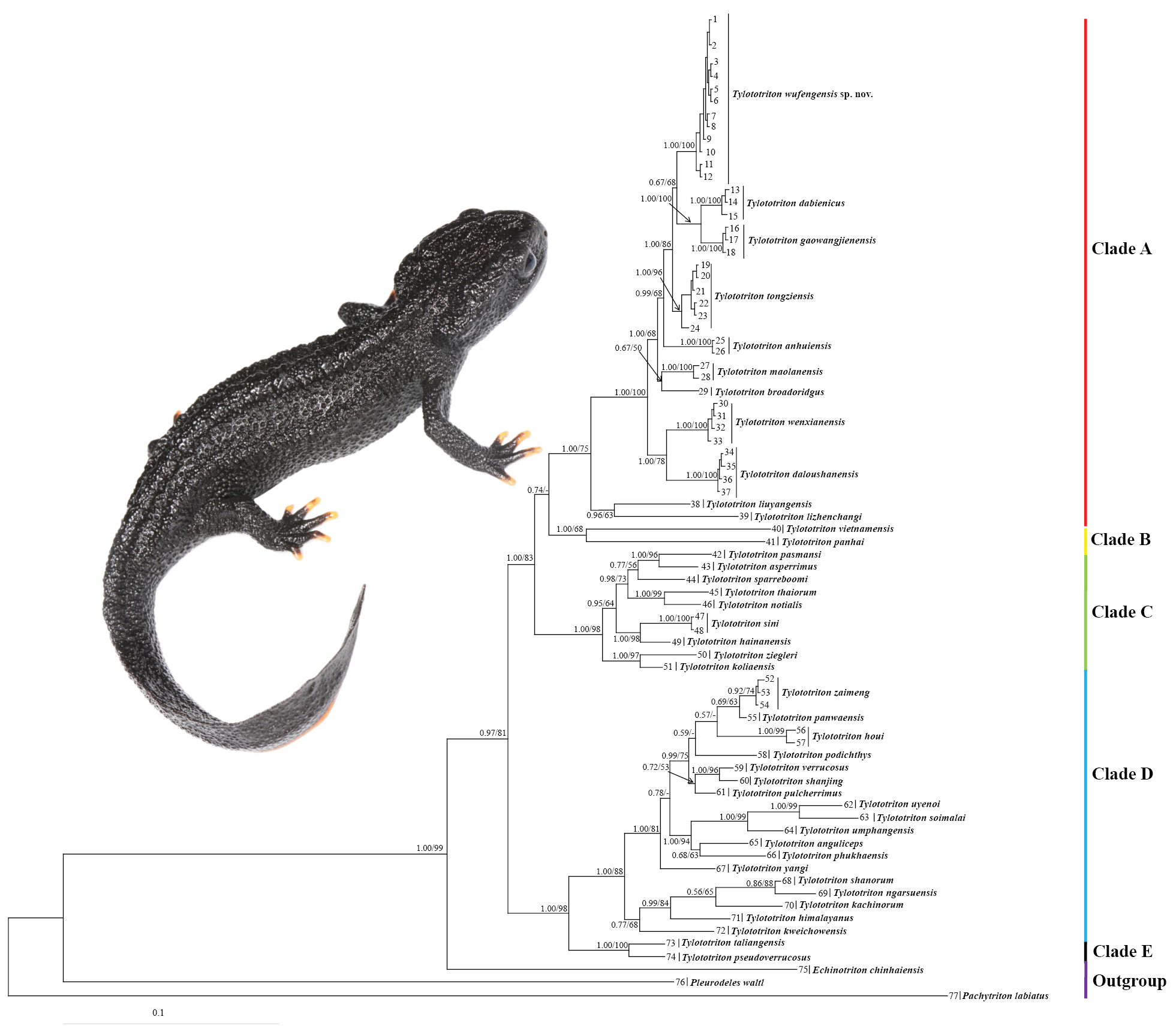 Image of Tylototriton wufengensis phylogeny from Li et al 2026