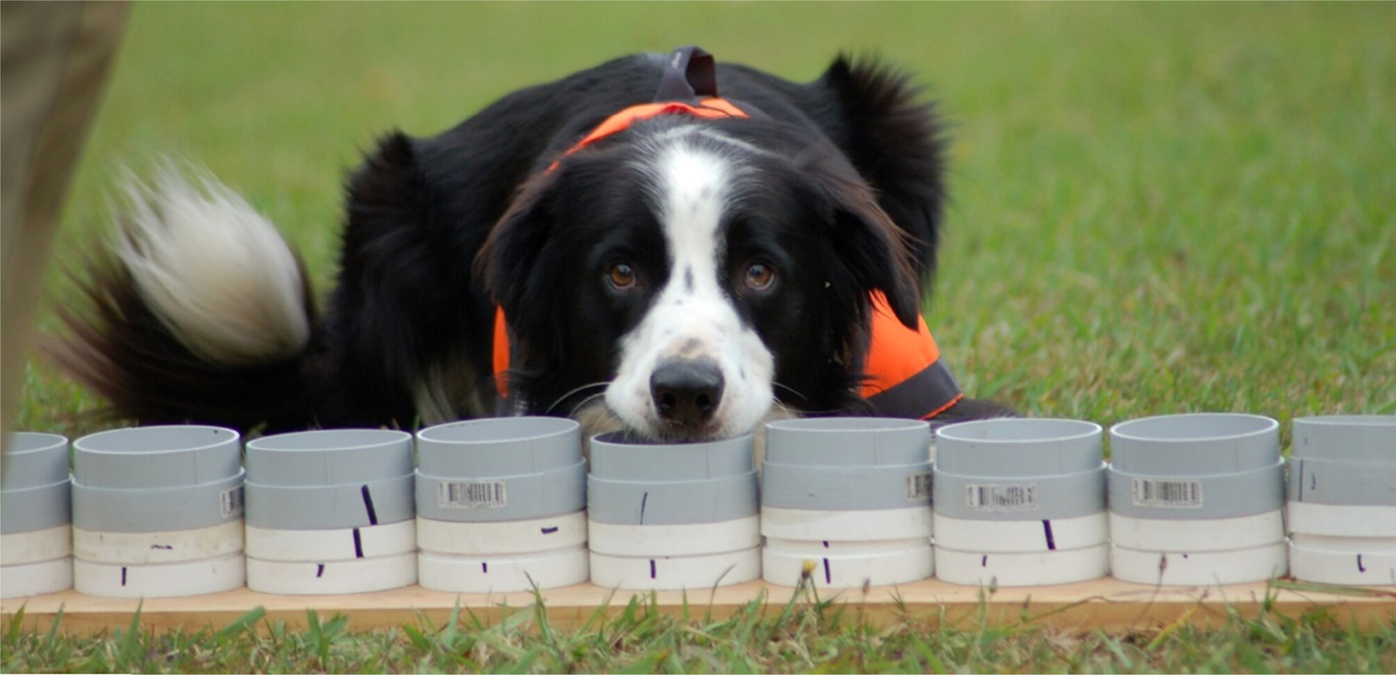 Image of conservation detection dog “Rubble” demonstrating a positive 'alert' of <i>Philoria frosti</i> skin swab hidden in the scent board during training.