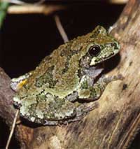 Hyla versicolor