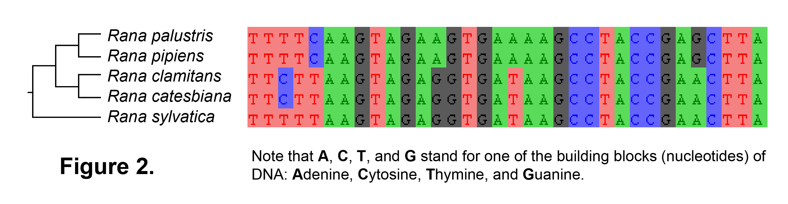 Figure 2: Aligning sequences