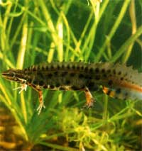 Triturus vulgaris