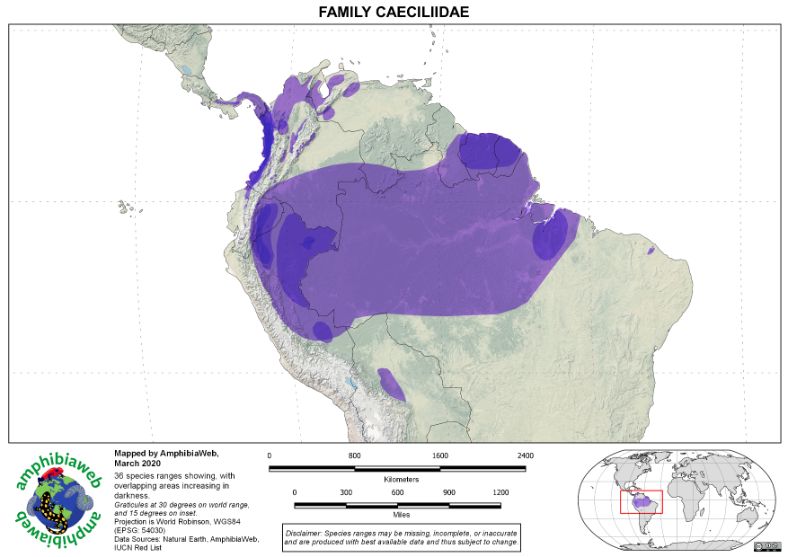 Caeciliidae Richness map