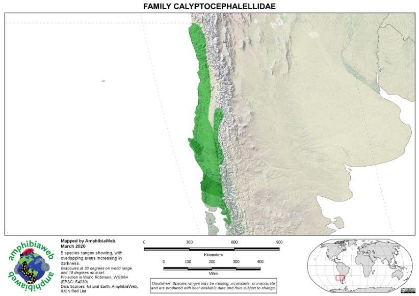 Calyptocephalellidae Richness map