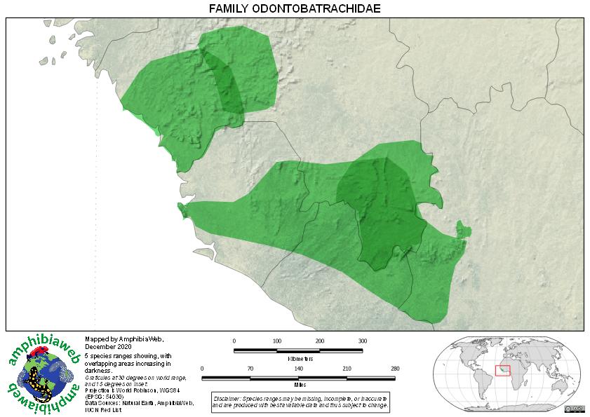 Odontobatrachidae Richness map