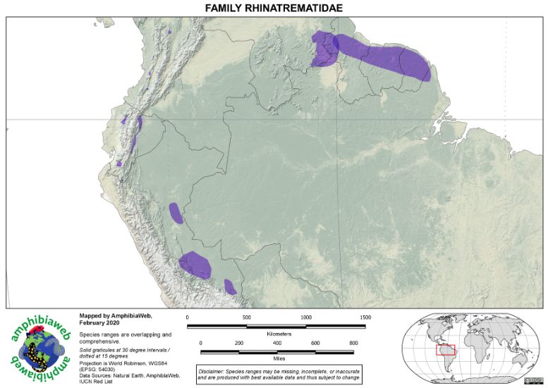 Rhinatrematidae Richness map