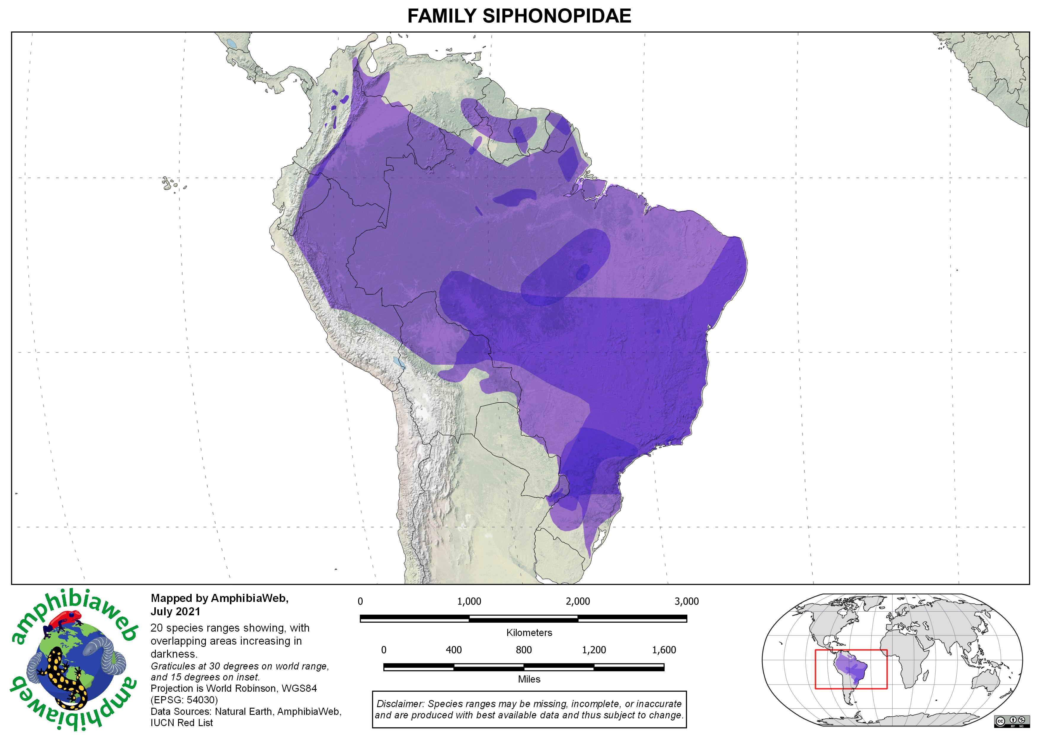 Siphonopidae Richness map